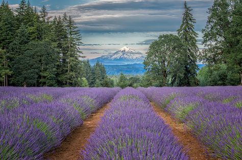 13 Irresistible Photos of Oregon’s Breathtaking Mountains Oregon Life, Wildflower Photo, Oregon City, Mountains Are Calling, Lake Photos, High Desert, Southern Oregon, The Mountains Are Calling, John Muir