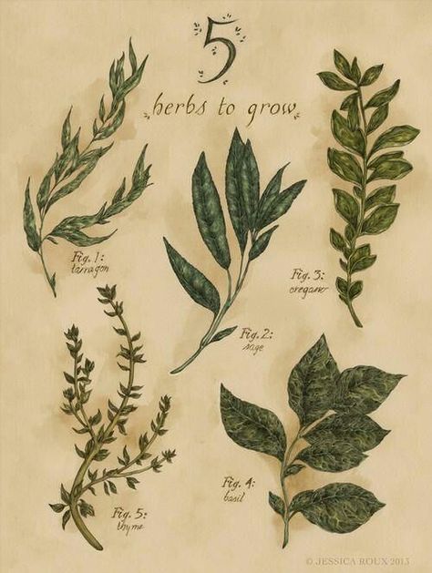 5 Herbs to grow Herbs To Grow, Arte Peculiar, Herb Garden Design, Vintage Botanical Prints, Scientific Illustration, Botanical Drawings, Vintage Botanical, Green Aesthetic, Herb Garden