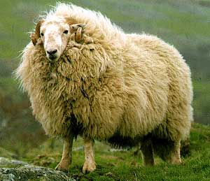 welsh mountain sheep John Thompson photographer. Fiber Animals, Mountain Sheep, Goats And Sheep, Baa Baa Black Sheep, Sheep Breeds, Counting Sheep, Sheep And Lamb, Types Of Animals, A Sheep