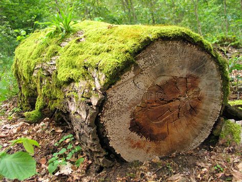 Mossy log. In a forest , #ad, #Mossy, #log, #forest #ad Mossy Mushroom Forest, Mossy Tree Stump, Log Reference, Mossy Stump, Mossy Log, Mossy Rocks, Mossy Tree, Wood Stumps, Tree Logs