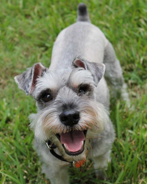 Miniature Schnauzer, Puppies