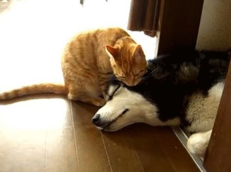 via GIPHY Cat Hug Gif, Cat Allergies, Pet Allergies, Ginger Cat, Cute Posts, Dog Allergies, Ginger Cats, Cat Grooming, Funny Cat Videos