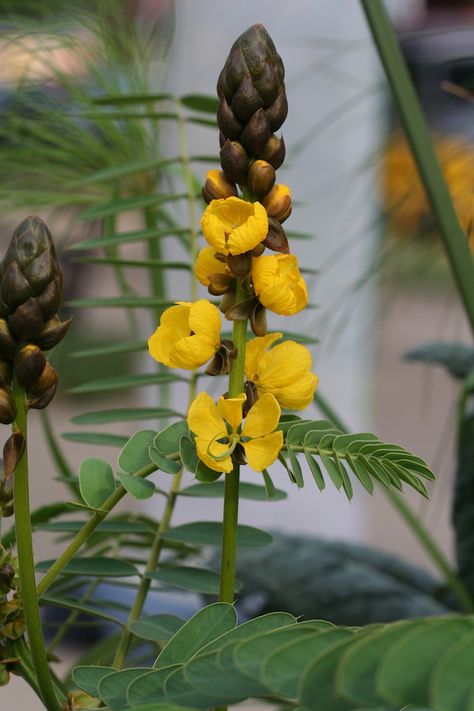 Popcorn Plant, Backyard Plants, Humid Weather, Minnesota State, Growing Seeds, Annual Plants, Container Plants, Herb Garden, Tropical Plants