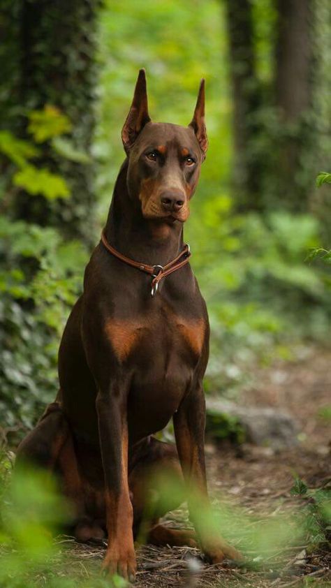 Anjing Doberman, American Doberman, Brown Doberman, European Doberman, Black Doberman, Doberman Puppies, Doberman Pinscher Puppy, Bully Breeds Dogs, Big Dog Breeds