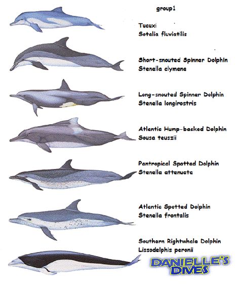 Dolphins types Dolphin Craft, False Killer Whale, Dolphin Facts, Common Dolphin, Dolphin Photos, Bottlenose Dolphin, Water Animals, Marine Mammals, Creature Feature