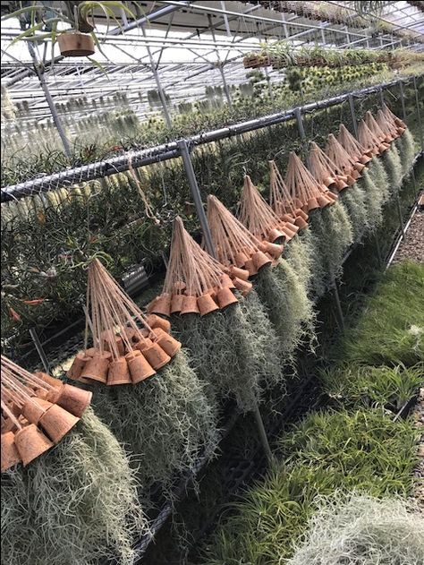 Huge sales Hanging Spanish Moss Coconut Detail. Spanish Moss Decor Ideas, Hanging Spanish Moss, Moss Ideas, Garden Ideas With Plastic Bottles, Dirt Therapy, Garden Boutique, Moss Decor, Tillandsia Air Plant, Gardening Plants