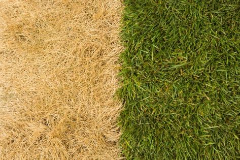 What Is Fertilizer Burn—and How to Reverse It - Bob Vila Lawn Roller, Lawn Repair, Grass Is Always Greener, Types Of Grass, Grass Type, Fake Grass, Soil Layers, Clay Soil, Green Lawn