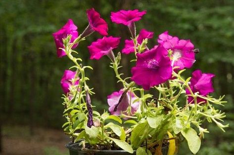 Petunia Hanging Baskets, Petunia Care, Top Hacks, Potted Plants Patio, Wave Petunias, Petunia Plant, Garden Perennials, Hardiness Zones, Indoor Plant Care