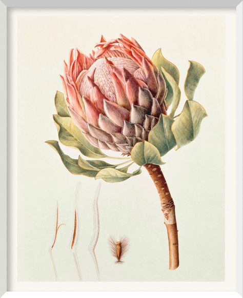 BRIGID EDWARDS PLANT PAINTINGS Protea Art, Protea Flower, Illustration Botanique, Poster Photo, Plant Painting, Botanical Painting, Flowers Wallpaper, Botanical Drawings, Art Watercolor