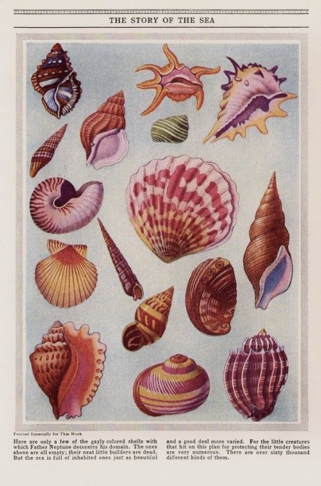 Amazing Illusions, Pisces Party, Natural Prints, Seashell Illustration, Shell Tattoos, Octopus Tattoo, Scientific Illustration, Art Et Illustration, Sea Art