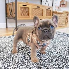 Untitled Cele Mai Drăguțe Animale, Bulldog Francese, Best Dog Toys, Francia Bulldog, Super Cute Puppies, Baby Animals Pictures, Cute Little Puppies