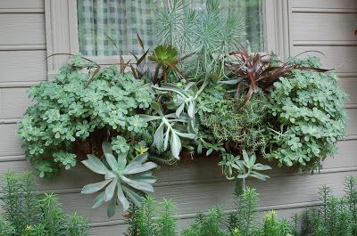 Window Box Flowers, Window Planters, Flower Window, Succulent Gardening, Succulents In Containers, Garden Windows, Drought Tolerant Plants, Cactus Y Suculentas, Window Boxes