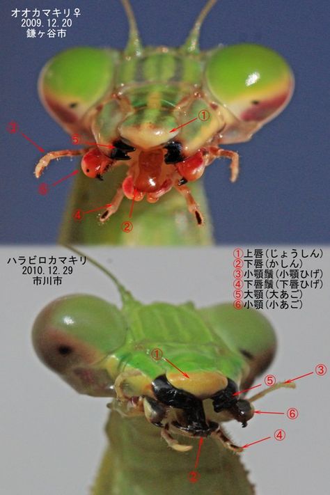 Bug Mandible, Mantis Anatomy, Bug Pfp, Bug Anatomy, Bug Person, Mantis Bug, Bug Reference, Bug Character, Insect Character