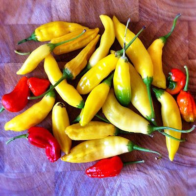 Lemon Drop Pepper Recipe, Lemon Drop Pepper, Bhut Jolokia, Habanero Sauce, Hot Pepper Jelly, Hot Sauce Recipes, Eat A Lot, Organic Apple Cider, Organic Apple Cider Vinegar