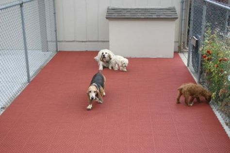 Dog Kennel and Run Flooring Chicken Run Floor, Kennel Flooring Ideas, Pet Sanctuary, Dog Kennel Flooring, Dog Kennel And Run, Dog Kennel Designs, Kennel Ideas, Dog Run, Dream Pet