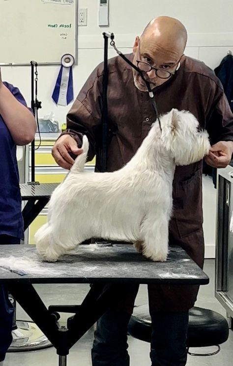 Celso Mollo - Almost 7 now and looking good. multi BIS and... West Terrier, James Bay, Scottie Dogs, West Highland White, West Highland Terrier, West Highland White Terrier, White Terrier, West Highlands, Dog Show