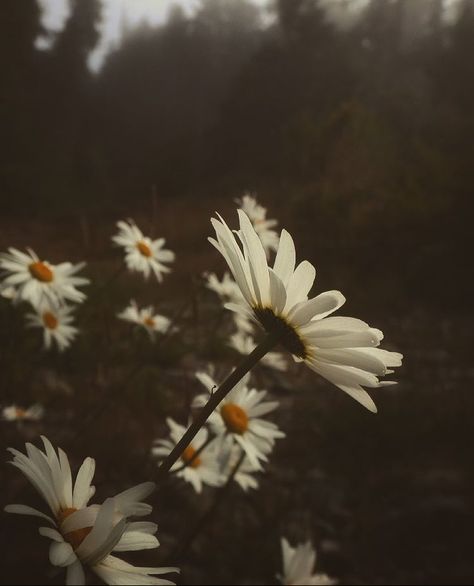 Dark Daisy Aesthetic, Daisy Darker Aesthetic, Daisy Darker, Izzy Core, Daisies Aesthetic, Canada Aesthetic, Daisy Aesthetic, Mystical Nature, Long Love Quotes