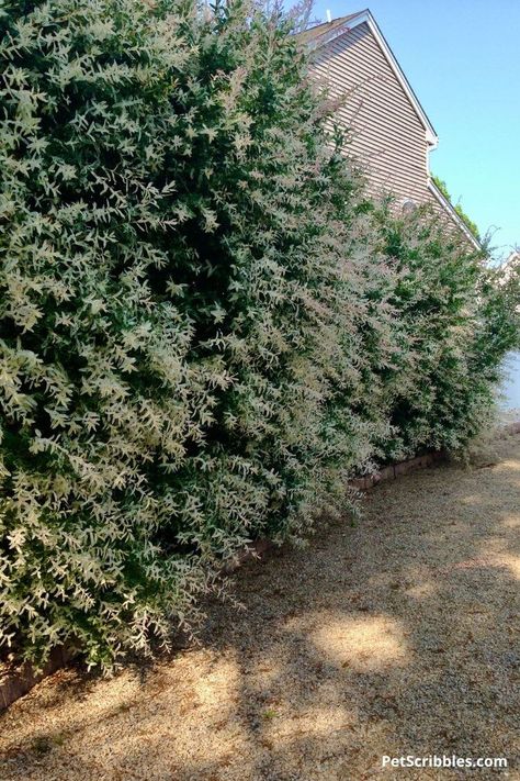 Dappled Willow is an easy-care shrub with gorgeous Spring and Summer color plus red twigs in Winter. Great for wet spots in your yard. Learn about Dappled Willow in this complete guide and see if it might be the perfect shrub for your landscape. Dappled Willow Shrub, Willow Bush, Fast Growing Shrubs, Endless Summer Hydrangea, Privacy Hedge, Dappled Willow, Hedging Plants, Picture Tree, Perennial Shrubs