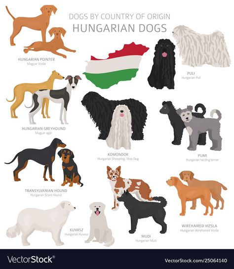 Hungarian Illustration, Pumi Dog, Puli Dog, Dog Chart, Estrela Mountain Dog, Ancient Dog Breeds, Hungarian Dog, Rare Dogs, Ovcharka Caucasian Mountain Dog