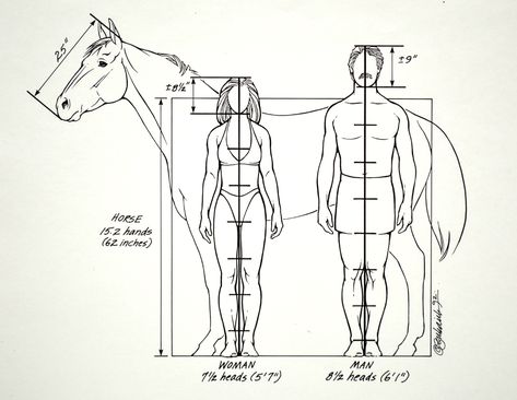 Since many artists combine people with horses the chart above gives the relative proportions of the two. Description from mikkisenkarik.wordpress.com. I searched for this on bing.com/images Horse Size Chart, Horse Drawing Tutorial, Painting Horses, Horse Art Drawing, Horse And Human, Horse Anatomy, Horse Sketch, Anatomy For Artists, Horse Drawing