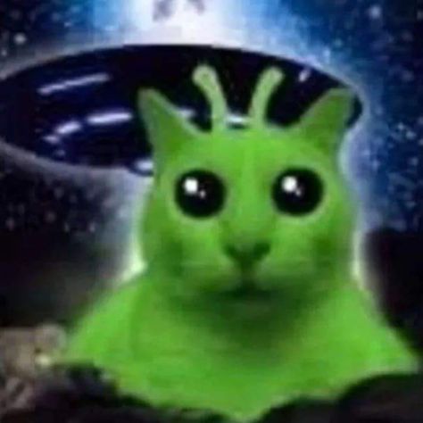 life RECENTLY 💜🙂‍↔️ Aliens Meme, Cat Silly, Aliens Guy, Alien Cat, Life Recently, Pirate Cat, Pfp Profile, Cat Cosplay, Cute Alien