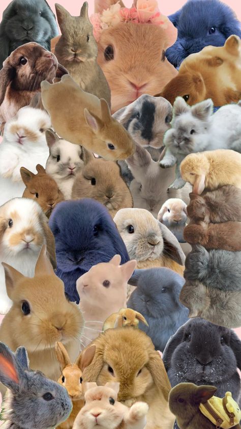 So many BUNNIES! #bunny #bunnies #cute #uwu #bunnylove #rabbit Bunny Wallpaper Iphone, Bunnies Cute, Bunny Pics, Rabbit Wallpaper, Wallpapers Phone, Bunny Wallpaper, Fluffy Bunny, Y2k Wallpaper, Bunny Pictures