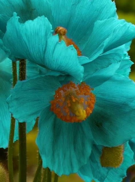 Shades Of Turquoise, Flowers Garden, Exotic Flowers, Flower Beauty, Beautiful Blooms, Love Flowers, Amazing Flowers, My Flower, Pretty Flowers