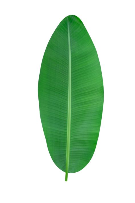 banana leaf on transparent background Banana Leaves Background, Banana Leaf Vector, Kitty Party Themes, Tattoo Png, Ombre Wallpaper Iphone, Ombre Wallpaper, Leaf Png, Banana Plant, Banner Png