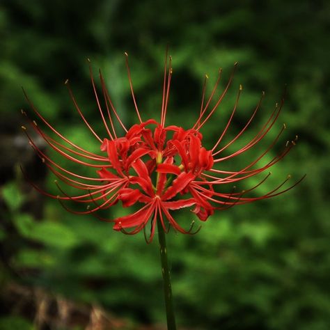 Red Spider Lily Reference, Lycoris Rouge, Spider Lilies, Lily Pictures, Lily Wallpaper, Red Spider Lily, Spider Lily, Map Tattoos, Beautiful Flowers Photography