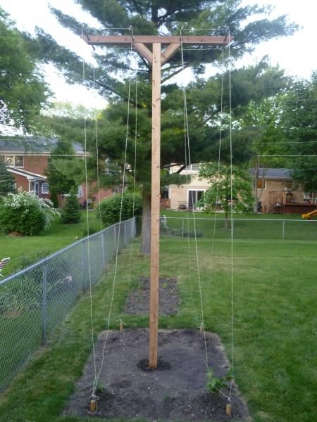 Click this image to show the full-size version. Hops Growing Trellis Ideas, Hop Trellis Ideas, Hop Vines, Hop Trellis, Hop Growing, Hops Trellis, Growing Hops, Hops Vine, Hops Plant