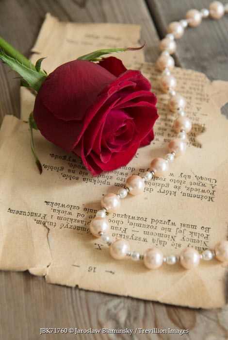 Jaroslaw Blaminsky RED ROSE AND PEARLS LYING ON TYPED PAGE Miscellaneous Objects Pearls And Roses Aesthetic, Balloons Photography, William Ellis, Love Wallpapers Romantic, Rosé Aesthetic, Rose Flower Wallpaper, Book Flowers, Flower Therapy, Beautiful Places Nature