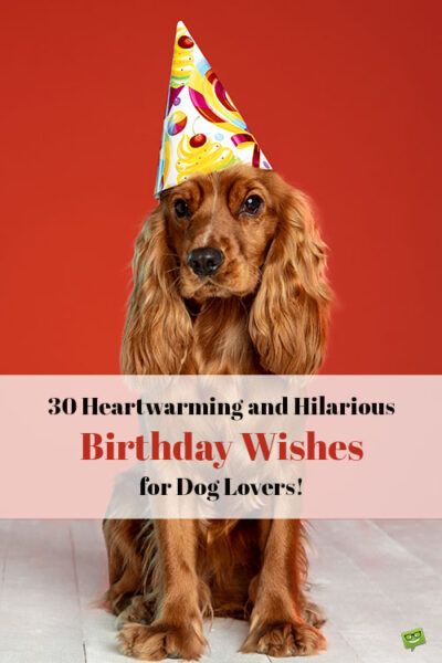 30 Heartwarming and Hilarious Birthday Wishes for Dog Lovers! Happy Birthday From The Dog, Dogs Wishing Happy Birthday, Animal Lover Birthday Wishes, Dog Birthday Greetings, Happy Birthday To Dog Quotes, Dog Birthday Sayings, Funny Dog Birthday Wishes, Happy Birthday Wishes Dog Lover, Happy Birthday Dogs Wishes