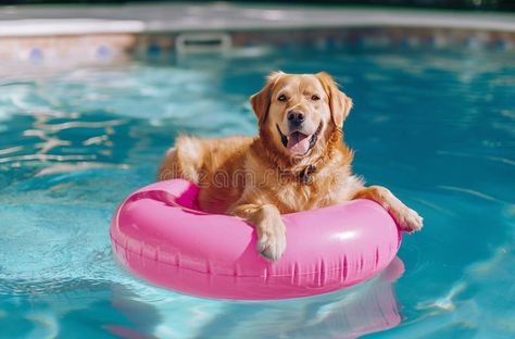 Dog on pink float in swimming pool stock images Swimming Photos, Dog Swimming, Pool Floats, Sunny Days, Float, Golden Retriever, Swimming Pools, Floating, Photo Image