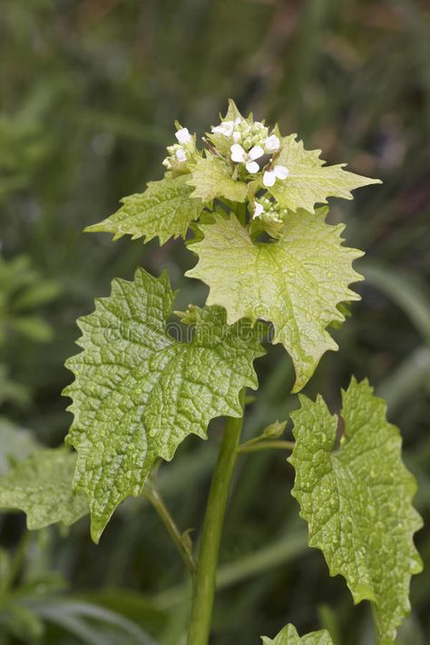 Garlic Mustard,. A Wild Garlic Mustard,Alliaria petiolata,plant , #SPONSORED, #Wild, #Mustard, #Garlic, #plant, #petiolata #ad Garlic Plant, Wild Mustard, Garlic Mustard, Mustard Plant, Wild Garlic, Stock Photography Free, Mood Boards, Mustard, Garlic