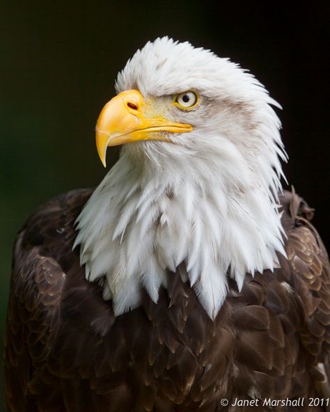 Eagle Head Photography, Bald Eagle Photography, Head Photography, Bird Barn, Eagle Pictures, American Bald Eagle, Most Beautiful Birds, Parakeets, Snowy Owl