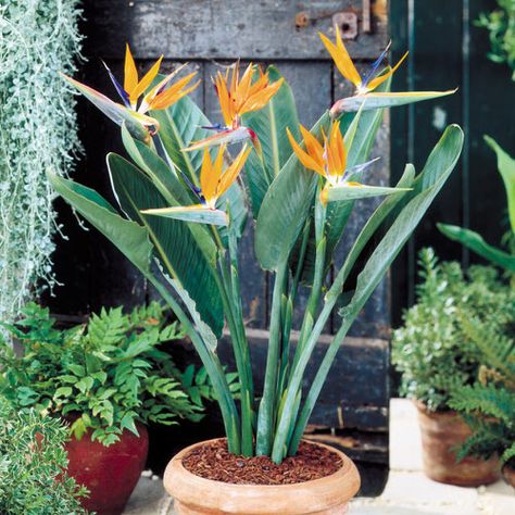 5 Best Bird of Paradise Types You Can Grow Indoors Strelitzia Reginae, Birds Of Paradise Plant, Paradise Plant, Birds Of Paradise Flower, نباتات منزلية, Banana Plants, Bird Of Paradise, Growing Indoors, Bulb Flowers