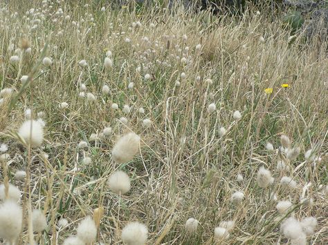 If you're looking for an ornamental edging plant for your annual flower beds, take a look at bunny tail grass. This ornamental grass features bright green leaves with fluffy white flowers. Read here to learn more. Annual Flower Beds, Cottage Gardening, Interesting Plants, Edging Plants, Raised Flower Beds, Play Garden, Ornamental Grass, Types Of Herbs, Backyard Flowers