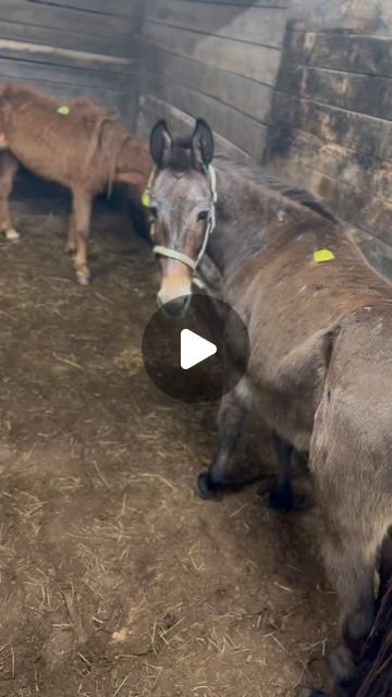 Amish Buggy, Temporary Shelter, Feel Nothing, Horse Rescue, Woke Up This Morning, The Last Day, Small Group, Beautiful Horses, Small Groups