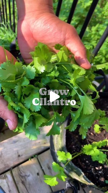 Gardening Tips on Instagram: "Cilantro is a versatile herb that can be grown in both gardens and pots. Here are the steps to grow cilantro.

Choose the right time to plant: Cilantro grows best in cool weather, so it’s ideal to plant it in early spring after the last frost or in the fall when temperatures have cooled down to 50 to 80 degrees Fahrenheit.

Prepare the soil: Cilantro prefers loose, fast-draining soil with an acidic pH. Ensure that the soil is well-drained to prevent waterlogging.

Plant the seeds: Cilantro seeds are relatively large and easy to handle, each seeds actually contain 2 so splitting these will give you a higher germination rate. Plant them at a depth of about 1/4 inch. 

Provide the right conditions: Cilantro can handle full sun or partial shade. If you live in a w Cilantro Seeds Planting, Grow Cilantro, Cilantro Seeds, Growing Cilantro, Right Time, Planting Seeds, Early Spring, In The Fall, Choose The Right