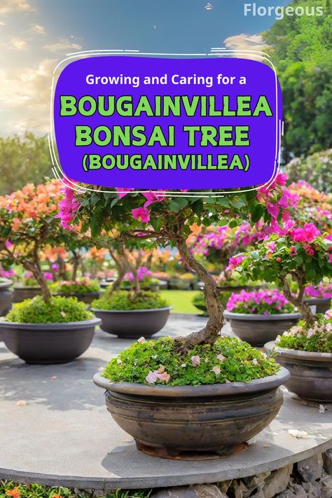 Bougainvillea Bonsai Tree (Bougainvillea) Bougainvillea Care, Bougainvillea Tree, Bougainvillea Bonsai, Japanese Garden Landscape, Bonsai Care, Bougainvillea, Bonsai Tree, Japanese Garden, Garden Landscaping