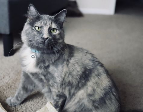 Domesticated medium hair dilute tortoiseshell #kitty #cat. Grey Tortoiseshell Cat, Dilute Tortoiseshell Cat, Tortie Cats, Drawing Anatomy, Tortoiseshell Cat, Tortoise Shell Cat, Medium Hair, Kitty Cat, Color Ideas