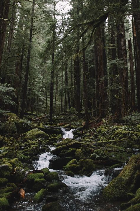 Trees, Forest, Running, Green