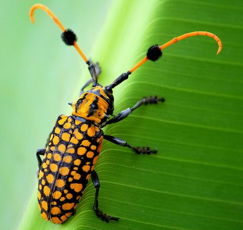 Pom-pommed long horned beetle Horned Beetle, Weird Insects, Longhorn Beetle, Cool Insects, Beetle Insect, Cool Bugs, A Bug's Life, Beautiful Bugs, Creepy Crawlies