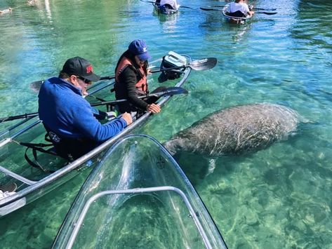 Best Places In Florida, Springs In Florida, Swimming With Manatees, Florida Vacation Spots, Blue Springs State Park, Manatee Florida, Florida State Parks, Get Up And Go, Florida Springs