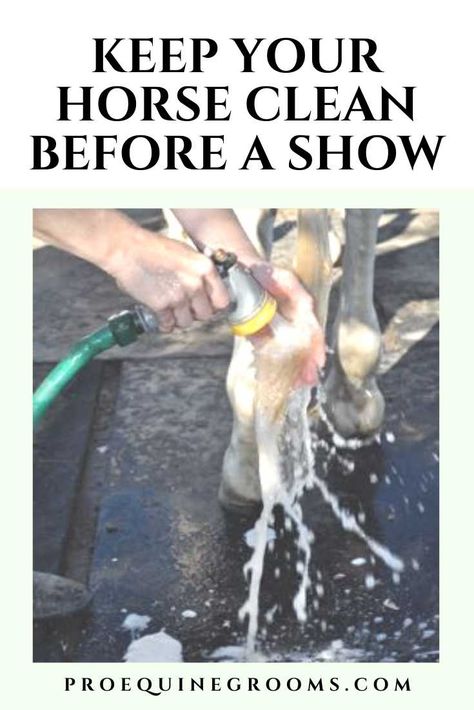 Horse Information, Shampoo Design, Horse Care Tips, Horse Mane, Horse Tail, Horse Equipment, Cleaning Techniques, Horse Grooming, Soften Hair