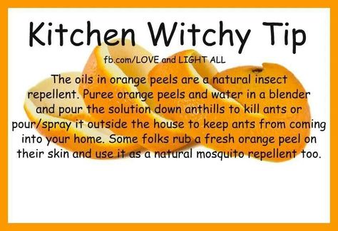 To get rid of insects Kitchen Witch Recipes, Witch Herbs, Kitchen Witchery, Wiccan Witch, Magick Spells, Magical Herbs, Natural Insect Repellant, Herbal Magic, Orange House