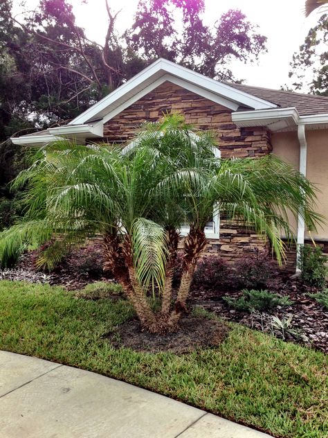 Robellini Palm Tree in honor of Columbus Day!!! Robellini Palm, Columbus Day, Garden Images, Side Yard, Yard Ideas, Driveway, Palm Tree, Columbus, Palm Trees