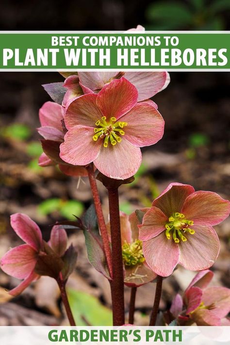 A close up vertical image of hellebores growing in the garden pictured on a soft focus background. To the top and bottom of the frame is green and white printed text. Helibores Garden, Hellebore In Pots, Hellebores In Landscape, Hellebores In Pots, Hellebore Companion Plants, Rose Companion Plants, Creative Garden Decor, Landscaping With Roses, Lenten Rose