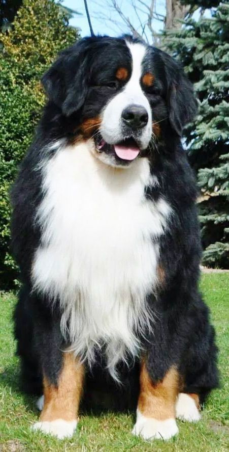 Burmese Mountain Dogs, Bernese Dog, Bernese Mountain Dog Puppy, Animals Dogs, Fluffy Dogs, Mountain Dog, Large Dog Breeds, Bernese Mountain, Doberman Pinscher