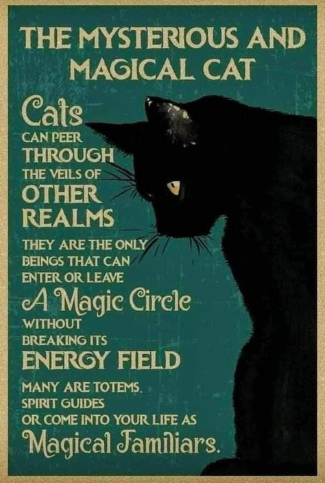 Writing Villains, Witchcraft Basics, Divination Witch, Paganism Spells, Cat Spirit, Cat Magic, Black Cat Lover, Wiccan Magic, Black Hats